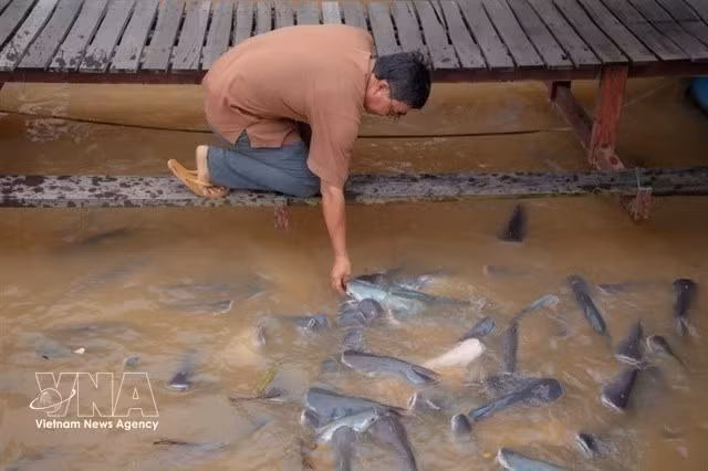 Le changement climatique et l'intrusion d'eau salée rendent l'élevage de poissons en cages plus difficile pour les agriculteurs de la région du delta du Mékong, comme Ly Van Bon. Photo : VNA