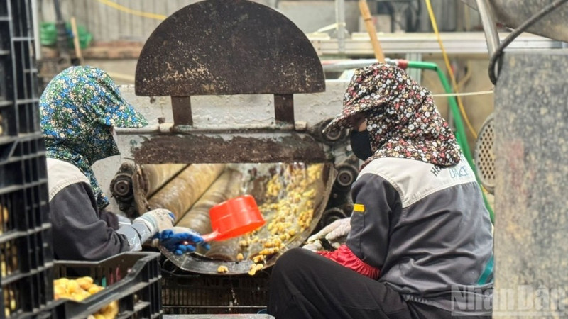 La production des entreprises est restée stable. (Photo : HNV)