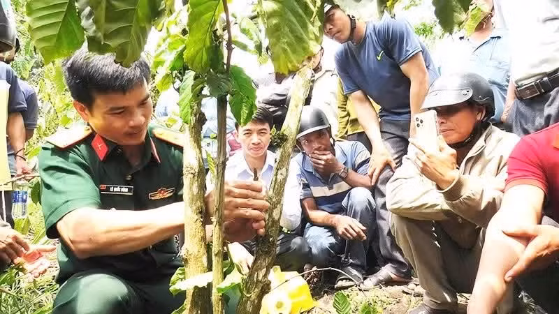 Le commandant Le Quoc Dung guide les habitants de la commune de Cu Pui dans les techniques d’entretien des caféiers afin d’améliorer leur rendement.