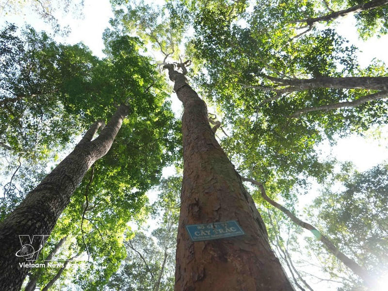 La forêt occupe une place importante dans le développement du pays. Au-delà de son rôle de « poumon vert », elle constitue un espace de subsistance pour des millions de personnes. Photo: VNA