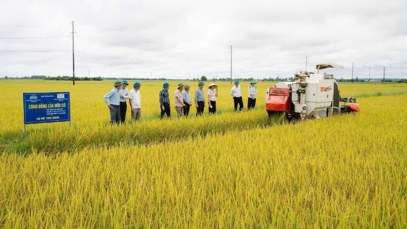 La province de Quang Tri compte actuellement plus de 2 000 hectares de rizières appliquant un modèle de réduction des émissions de gaz à effet de serre.