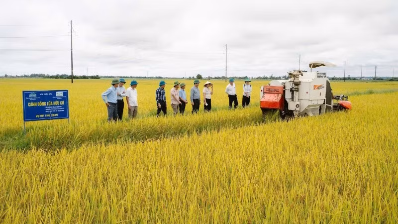 La province de Quang Tri compte actuellement plus de 2 000 hectares de rizières appliquant un modèle de réduction des émissions de gaz à effet de serre.
