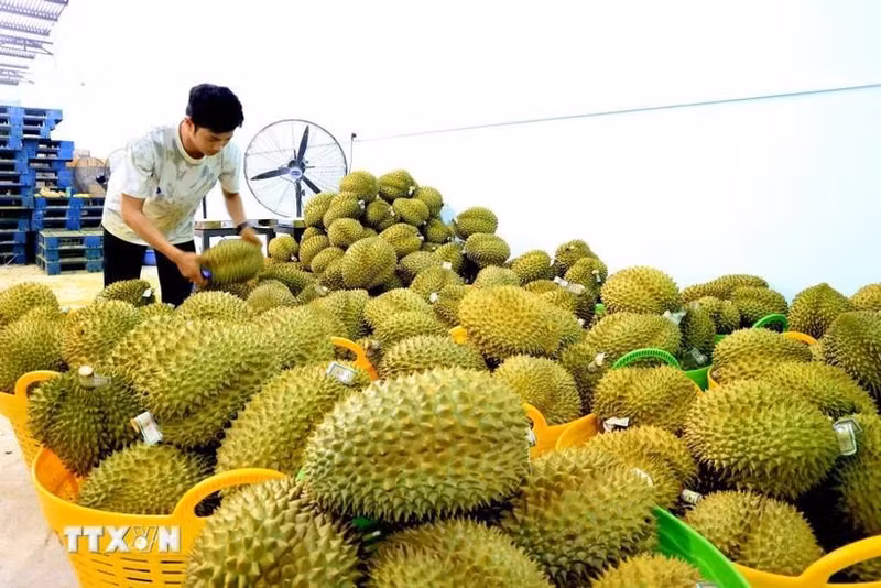 Durian frais, produit d'exportation phare du Vietnam vers la Chine. Photo : VNA.