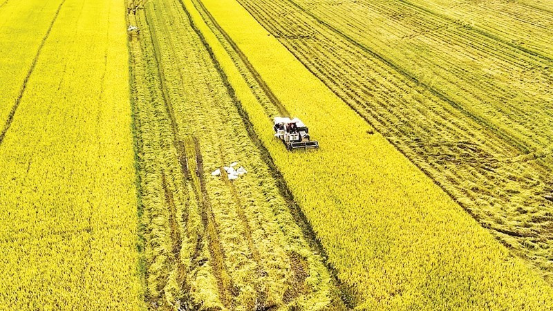 Récolte du riz dans la province de An Giang. Photo : VNA