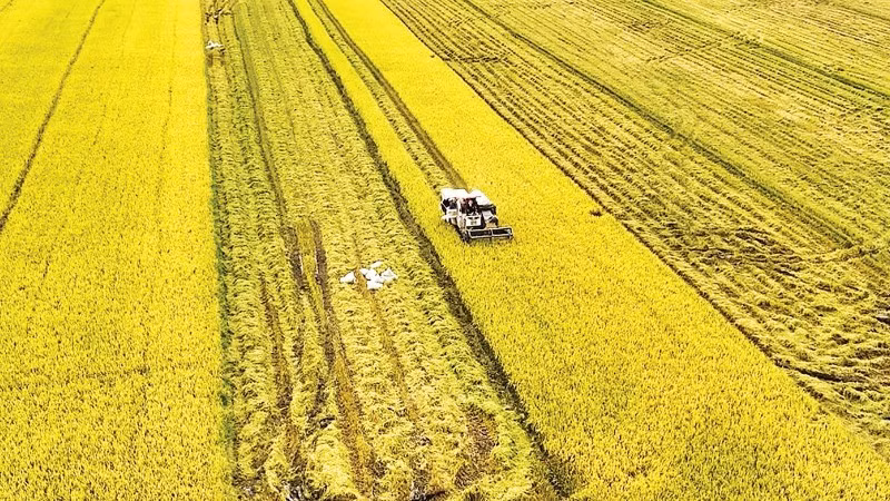 Récolte du riz dans la province de An Giang. Photo : VNA