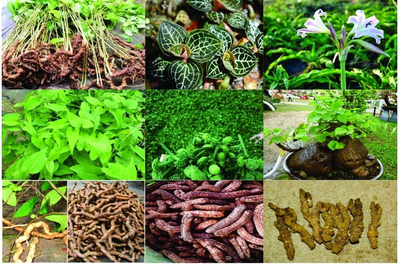 La superficie totale dédiée aux plantes médicinales dans tout le pays atteint 357 178 hectares. Source : ministère vietnamien de la Santé.