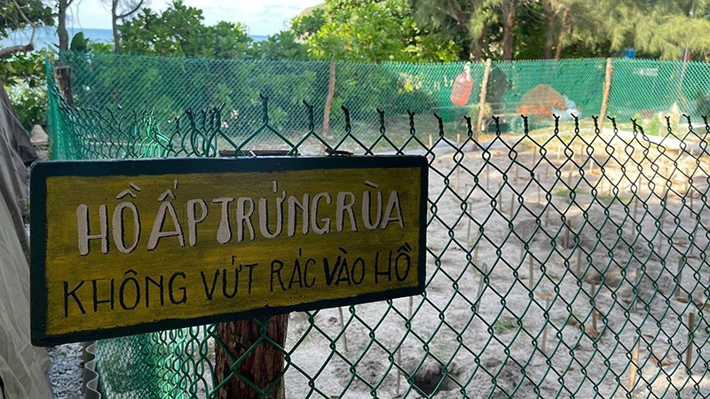 Con Dao est aujourd’hui l’un des sites les plus importants du Vietnam pour les programmes de conservation des tortues marines. (Photo : Dinh Nam)