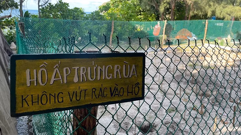 Con Dao est aujourd’hui l’un des sites les plus importants du Vietnam pour les programmes de conservation des tortues marines. (Photo : Dinh Nam)