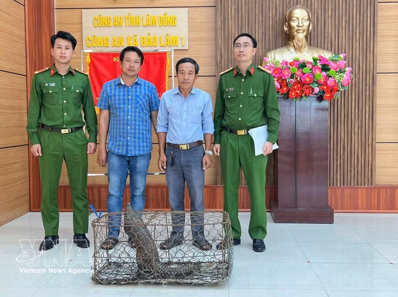 Doan Hong Hai (troisième à partir de gauche) remet un pangolin rare aux autorités de la commune de Bao Lam 1. Photo : VNA.