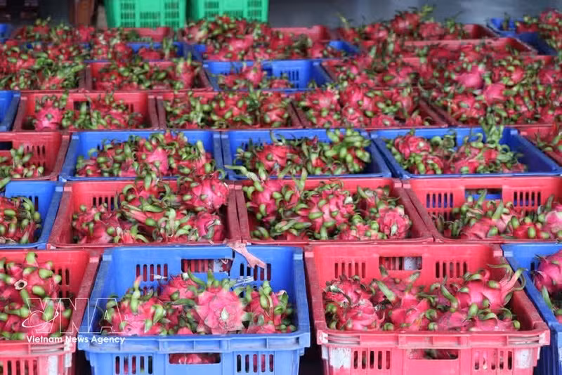 Le fruit du dragon est l’un des produits d’exportation phares du Vietnam. Photo: VNA