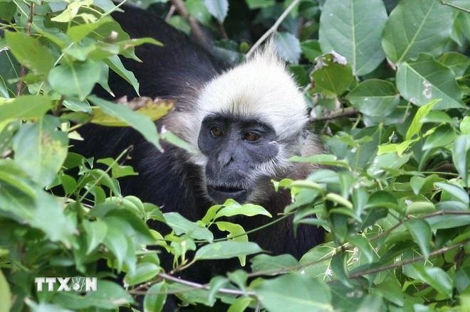 Le langur de Cat Ba est un primate extrêmement rare, endémique des forêts tropicales humides de l’île de Cat Ba. Photo: VNA