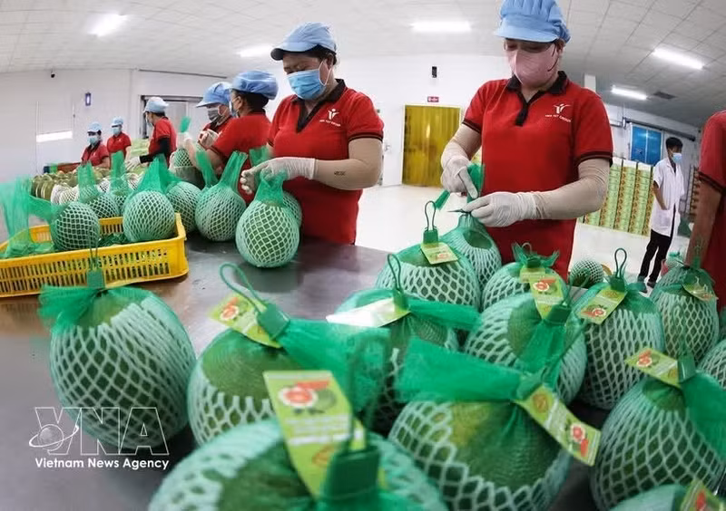 Conditionnement de pamplemousse à peau verte destinés à l'exportation à l'usine du groupe Vina T&T dans la province de Vinh Long. Photo : VNA.