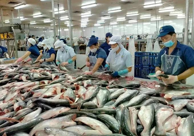 Transformation des pangasius pour l'exportation. Photo: sggp.org.vn