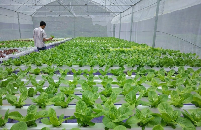 Promouvoir l’application des biotechnologies dans la production agricole. Source : MTO.