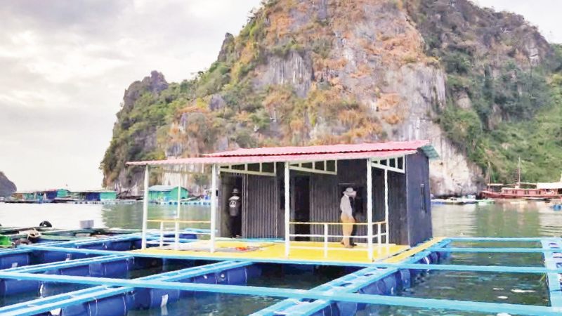 Essai de cage de mariculture en HDPE au large de Quang Ninh. Photo : Van Ngoc.