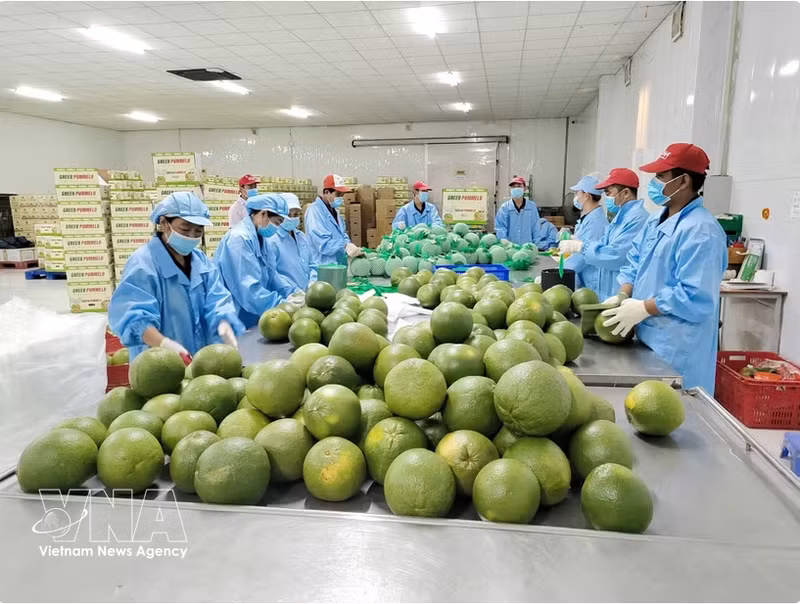 Les conditions naturelles favorables et la haute qualité des fruits font du pomelo à chair verte un produit agricole stratégique pour la région. Photo : VNA.