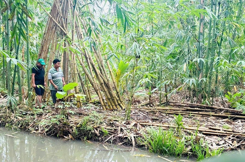 Une vue d’un projet de plantation et de développement du bambou. Photo: NDEL
