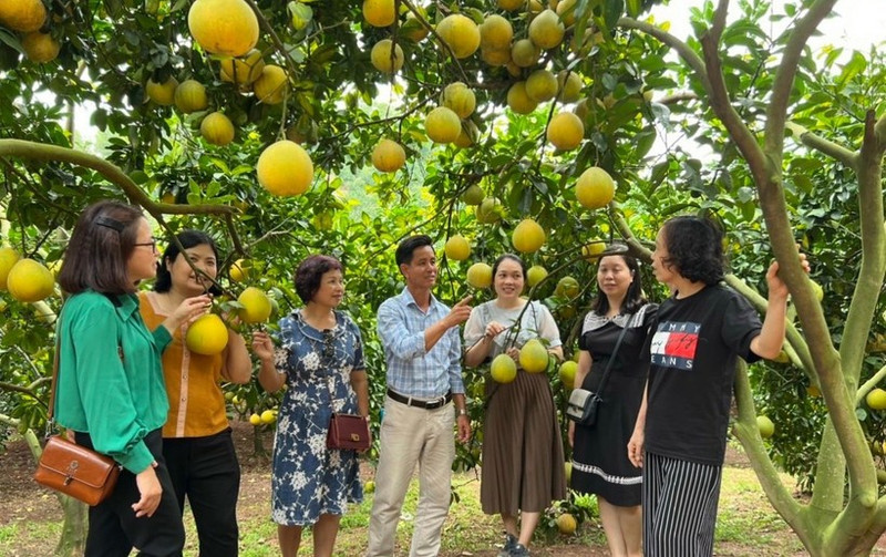 La province de Bac Ninh mettra en œuvre plusieurs mesures pour élargir les zones de culture, notamment pour les arbres fruitiers phares et les légumes. Photo : ministère de l'Industrie et du Commerce.