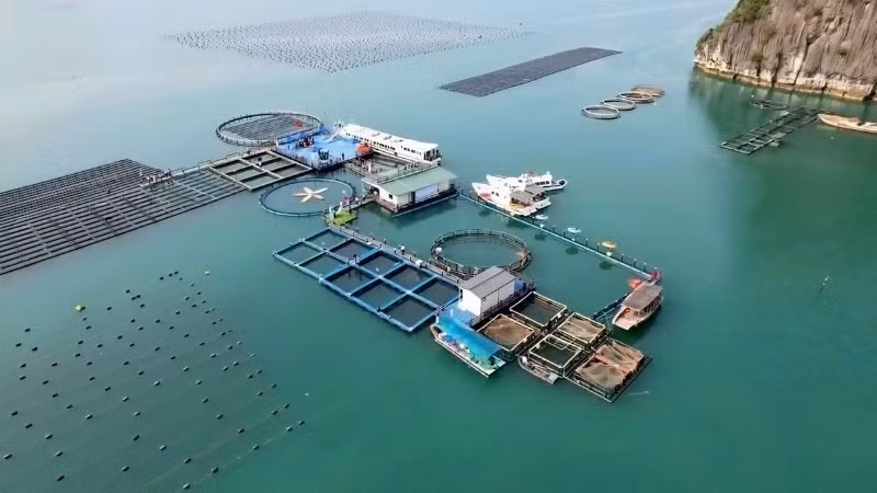 Ferme marine de haute technologie du groupe STP à Van Don, province de Quang Ninh. Photo : nhandan.vn