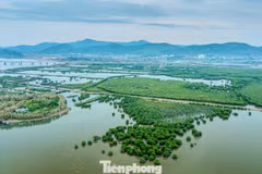 Cette forêt de mangroves s’étend sur plusieurs centaines d’hectares dans le quartier de Tuan Chau (anciennement Dai Yen, ville de Ha Long), dans la province de Quang Ninh. Photo : tienphong.vn