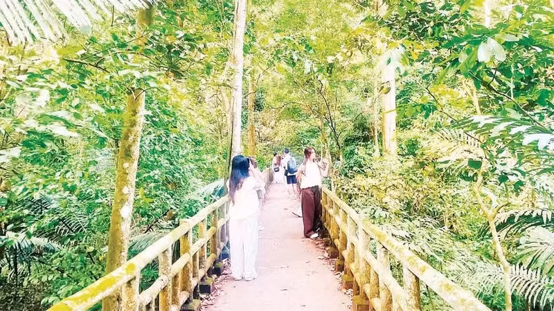 Des touristes explorent le parc national de Cuc Phuong. Photo: NDEL