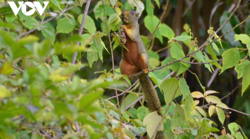 Un écureuil vit paisiblement dans son environnement naturel à Kon Ka Kinh. Photo: VOV