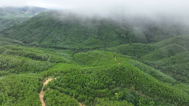 En 2025, le Vietnam a planté 285 000 hectares de forêts, soit 109,5 % de l’objectif fixé, ainsi que 108 millions d’arbres dispersés. Photo : VNA