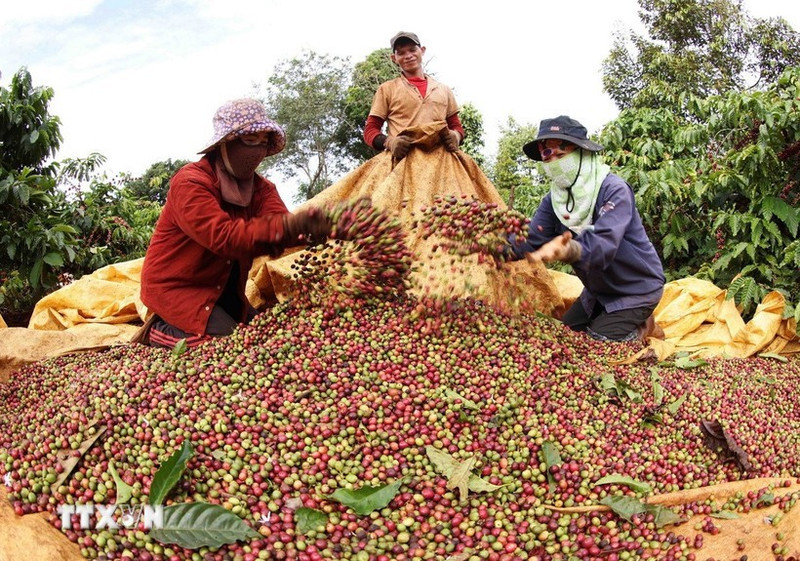 Récolte du café dans la province de Gia Lai. Photo: VNA