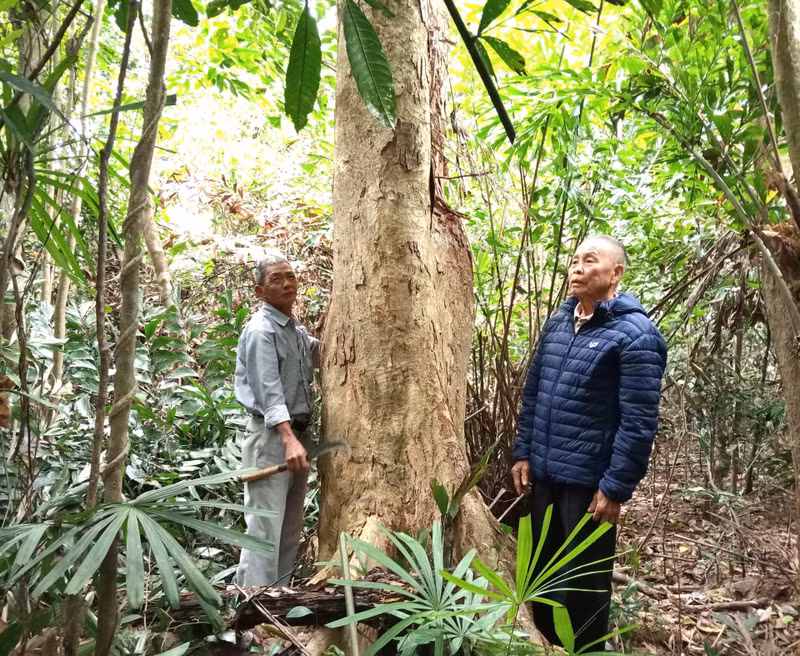 La forêt de Cam Mieu est préservée depuis des siècles par les villageois de Nghi Son (commune de Que Son Trung). Photo : DUY THAI