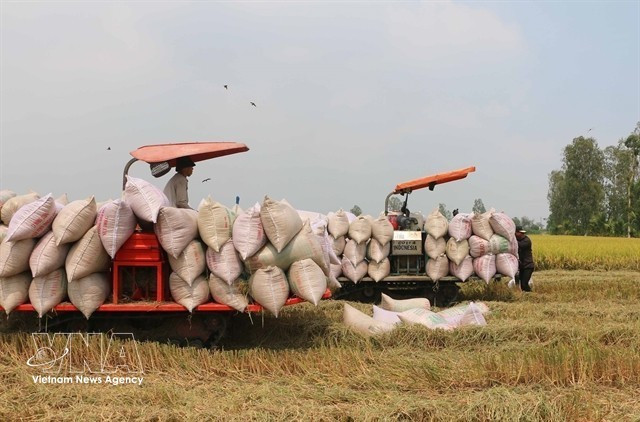 Des agriculteurs récoltent du riz dans la province d'An Giang (Photo : VNA)