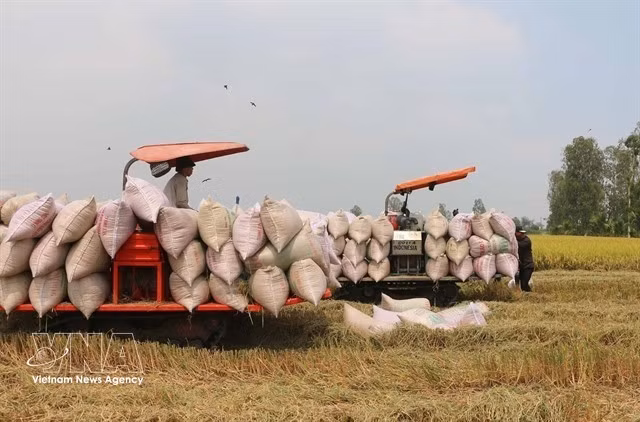 Des agriculteurs récoltent du riz dans la province d'An Giang (Photo : VNA)