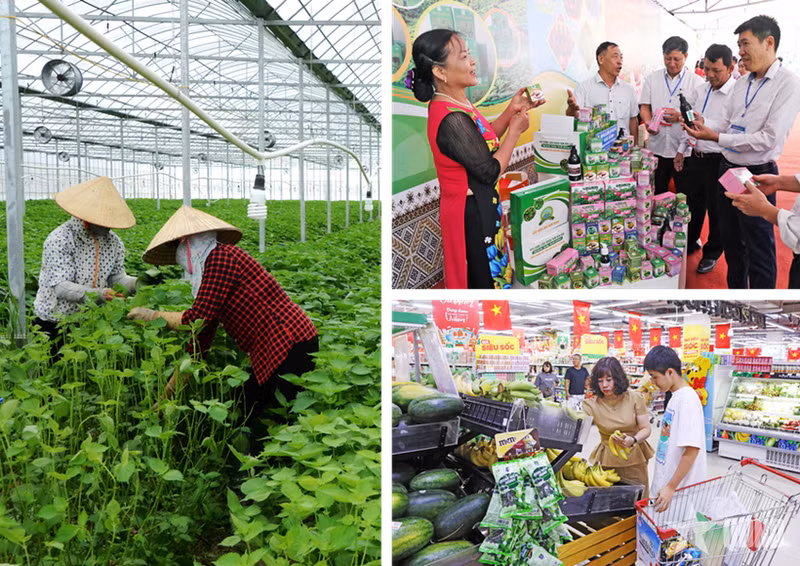 Le secteur agricole continue de se développer de manière exhaustive, la valeur de la production agricole de haute technologie représentant plus de 30% de l'ensemble du secteur de la province de Bac Ninh. Photo: qdnd.vn