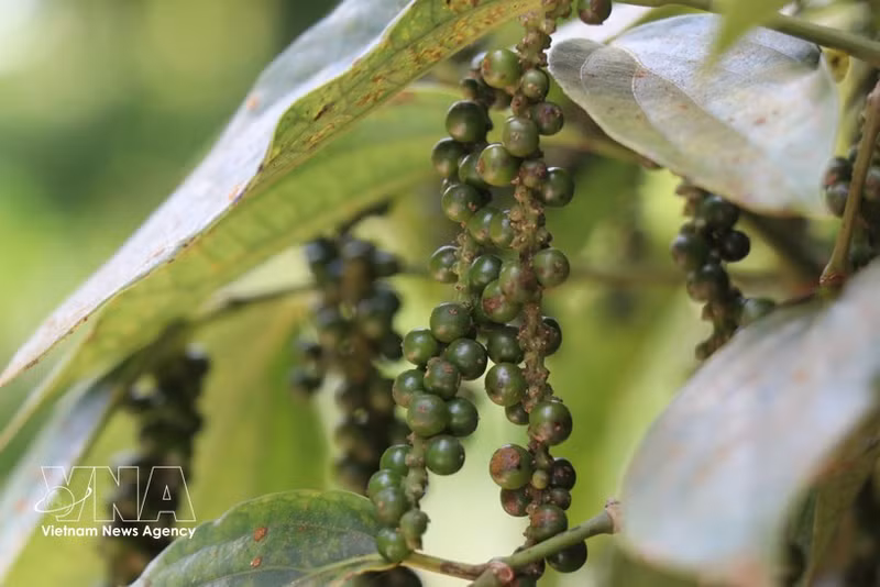 Le pays a exporté 30 638 tonnes de poivre de toutes sortes en mars dernier. Photo: VNA