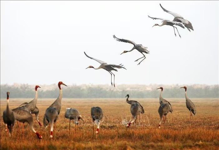Autrefois, le parc national de Tràm Chim attirait de nombreuses grues à couronne rouge. Photo : VNA