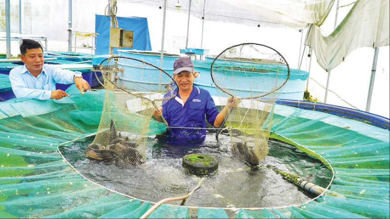 Le modèle de culture hydroponique de légumes combiné à l'élevage biologique de poissons chez Dong Thap AQUA Agricultural Products Co., Ltd., commune de Lap Vo, province de Dong Thap. Photo: NDEL