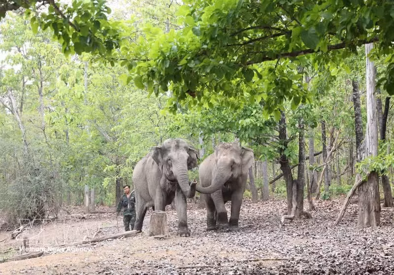 Les éléphants en bonne santé évoluent librement dans leur habitat naturel, témoignant de la réussite des efforts de conservation menés par le Centre de conservation des éléphants, de sauvetage des animaux et de gestion forestière de la province de Dak Lak. Photo : VNA.