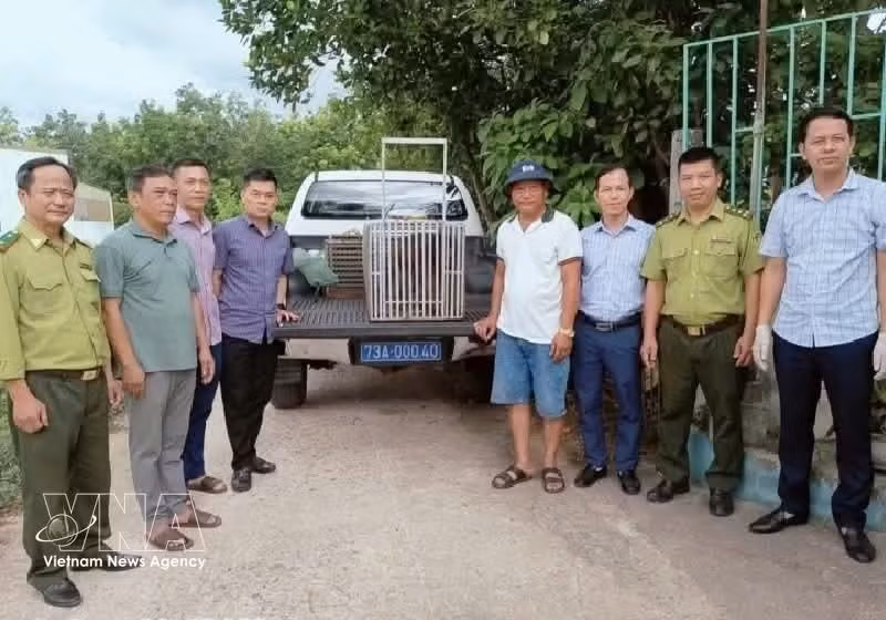 Remise d'un animal sauvage aux autorités locales de la province de Quang Tri. Photo: VNA