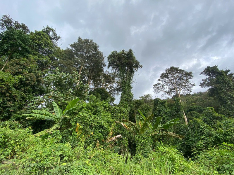 Les forêts jouent un rôle important dans la stratégie visant à atteindre la neutralité carbone. Photo: Net Zero