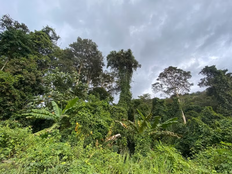 Les forêts jouent un rôle important dans la stratégie visant à atteindre la neutralité carbone. Photo: Net Zero