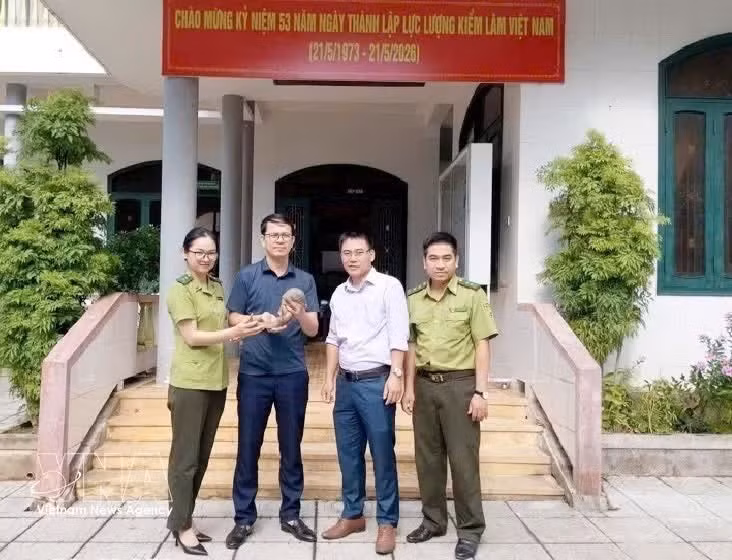 Réception d’un spécimen de pangolin de Java remis par le Comité populaire de la commune de Huong Hiep. Photo: VNA