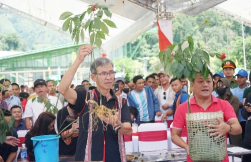 Le ginseng Ngoc Linh est reconnu comme le « Trésor national ». Photo: NDEL