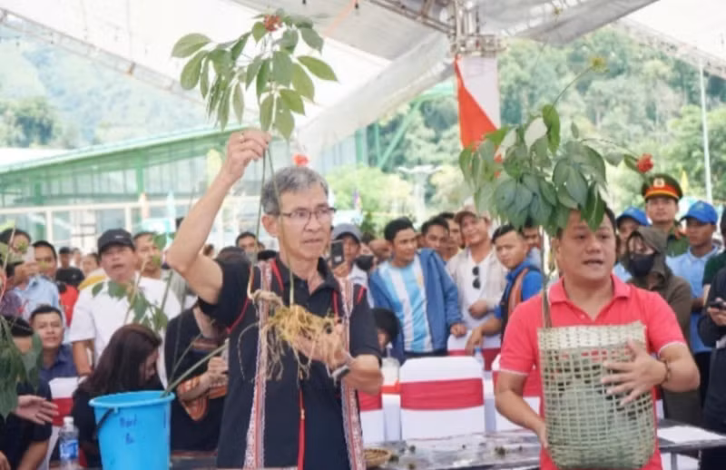 Le ginseng Ngoc Linh est reconnu comme le « Trésor national ». Photo: NDEL