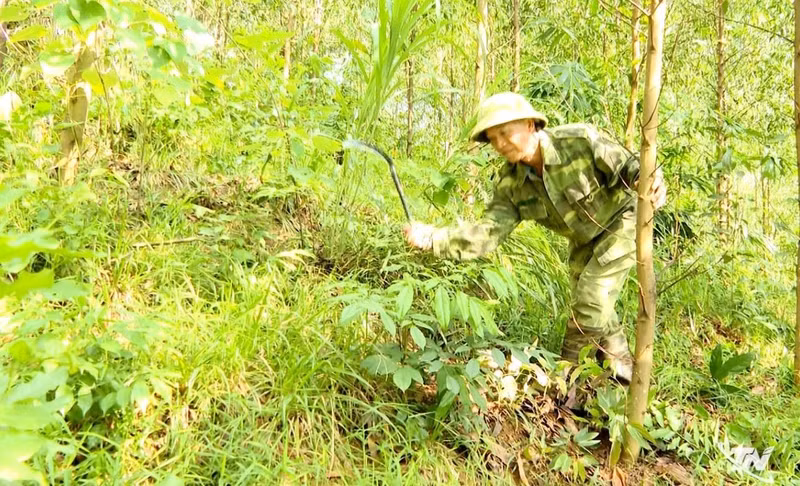 Hoang Van Chung (hameau de Cau Mai, commune de Van Han) s'occupe de la zone forestière de sa famille. Photo: baothainguyen.vn