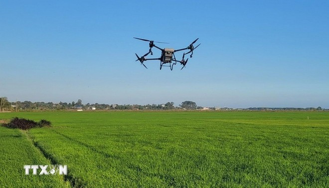Intégration des drones dans la production agricole intelligente. Photo : VNA.