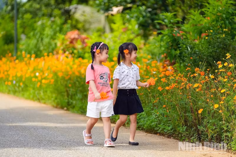 Les jeunes filles ont beaucoup apprécié l'expérience de se promener le long du chemin bordé de cosmos à Thung Ui en ce début de saison. Photo: baoninhbinh