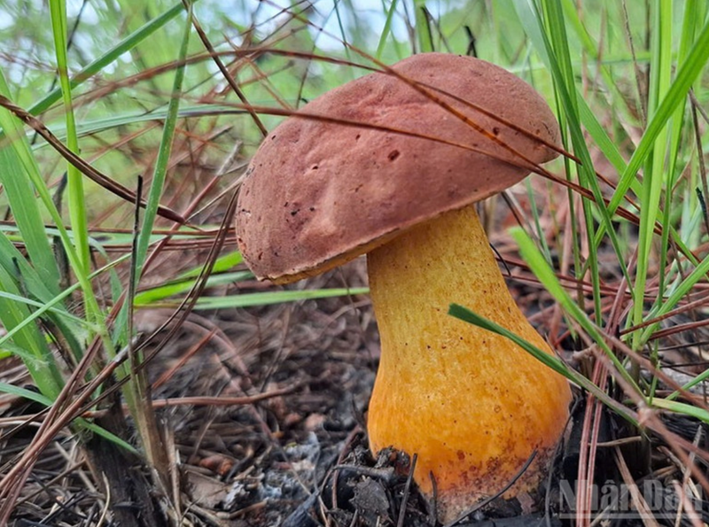 En général, les champignons se développent fortement après 2 à 3 jours de pluie consécutifs, et chaque type de champignon est réparti sur des terrains différents. Photo: NDEL