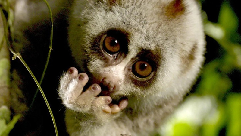 Selon la RTBF, ces zones protégées et inaccessibles abritent certaines des espèces animales les plus rares au monde. Photo : RTBF