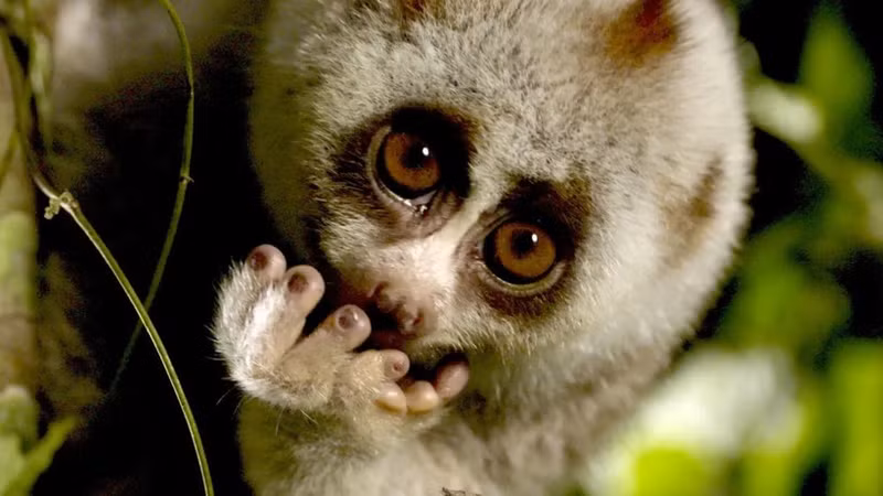 Selon la RTBF, ces zones protégées et inaccessibles abritent certaines des espèces animales les plus rares au monde. Photo : RTBF