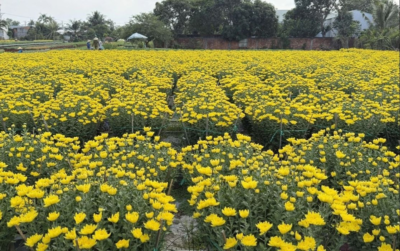 À l'approche des festivités, de nombreuses variétés de fleurs du village de Pho Tho - Ba Bo commencent déjà à arborer leurs couleurs les plus éclatantes. Photo: VOV