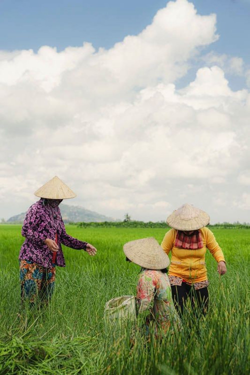 Des femmes travaillent dans les rizières près du fleuve Hau, l'un des deux principaux bras du Mékong. Photo : Chris Schalkx